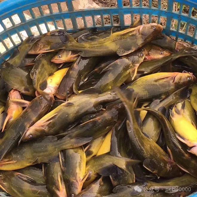 黃顙魚最新報價大全，專業(yè)指南與實時更新
